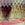 0001_Savage_Gear_3D_Hard_Pulsetail_Voorn_[Baars].jpg